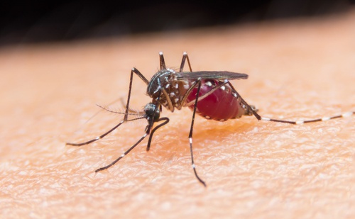 Vier ongewone tips om muggen af te weren