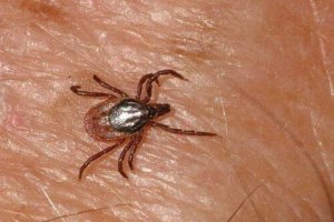 Gevallen van het Krim-congovirus aangetroffen in Spanje