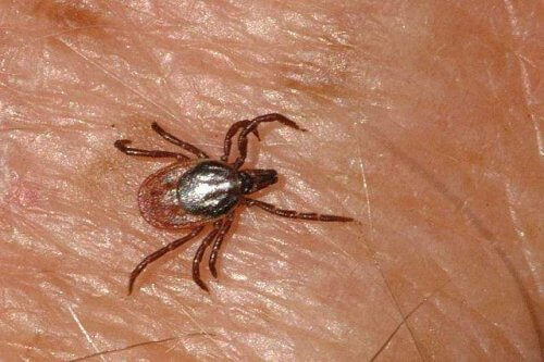 Gevallen van het Krim-congovirus aangetroffen in Spanje