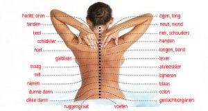 Hoe de wervelkolom verbonden is met de organen