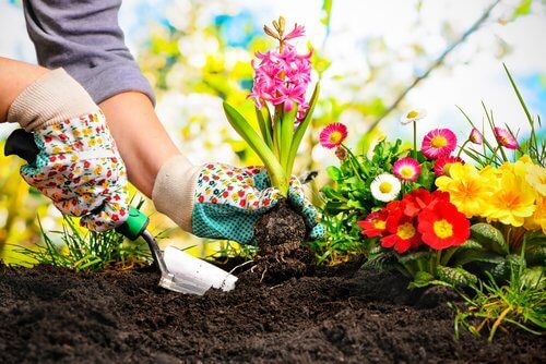 Plantwonden genezen tijdens het tuinieren
