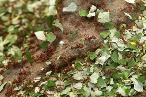 Kaneel om je planten te beschermen tegen insecten tijdens het tuinieren