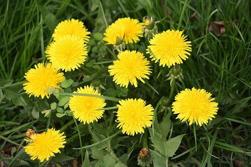 Paardenbloemen