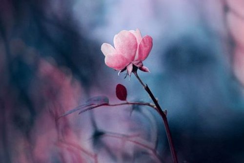 Bloem