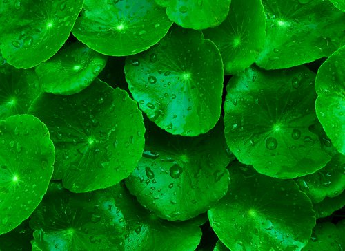 Aziatische waternevel