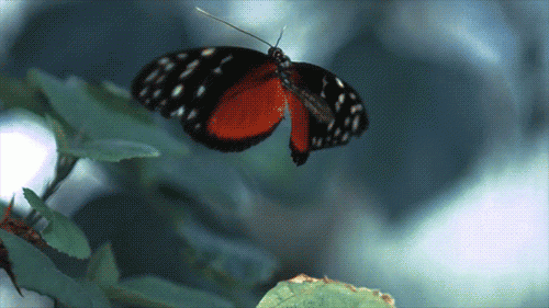Vlinder