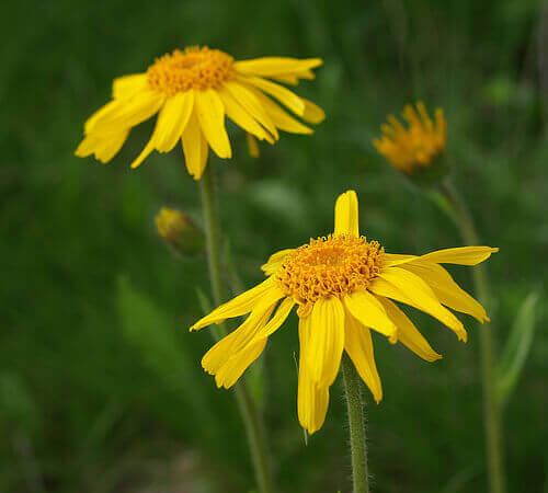 arnica bloemen