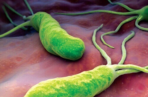 Wat je moet weten over de Helicobacter Pylori bacterie