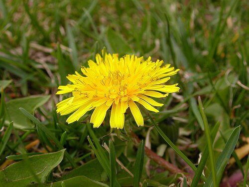 Natuurlijke behandelingen met bijvoorbeeld paardenbloem om het uiterlijk van je haar te verbeteren
