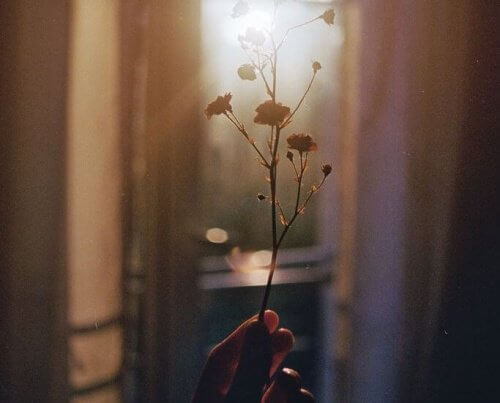 Zonlicht