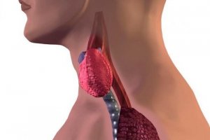 Hoe weet je dat je schildklier niet goed functioneert