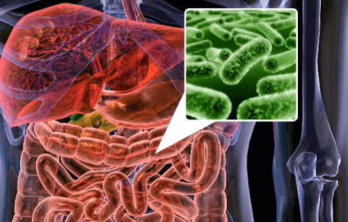 Darmflora en bacterieën