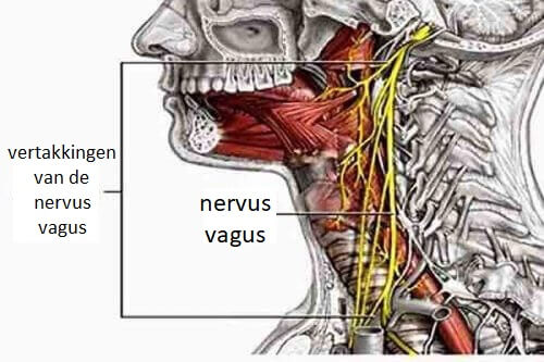 Plaats van de nervus vagus