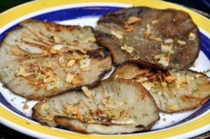 Oesterzwammen versterken je immuunsysteem op natuurlijke wijze