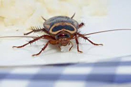 Insect