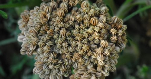 Cnidium Monnieri