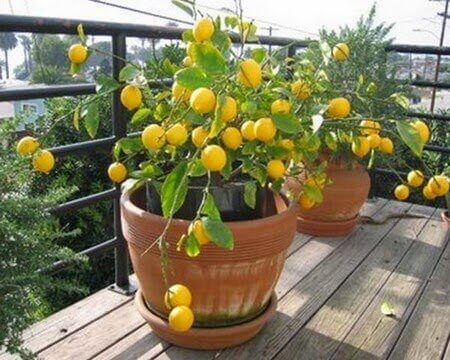 Fruitbomen op een balkon