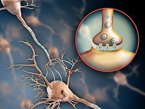zenuwstelsel in detail
