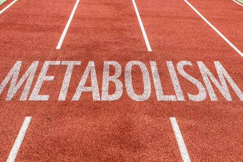 Metabolisme