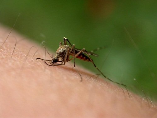 Goudsbloem tegen muggen