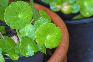 Wat is Aziatische waternavel en hoe kan je het gebruiken?