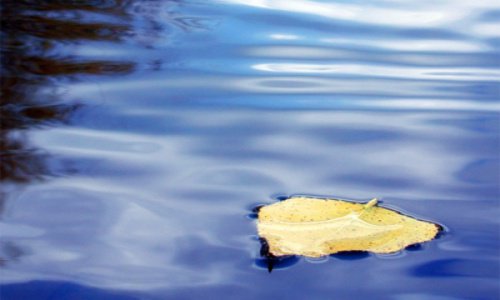 Blad in het water