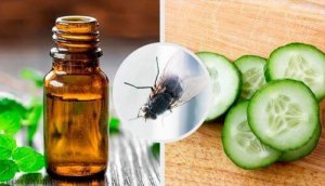 Vliegen op afstand houden met deze natuurlijke afweermiddelen