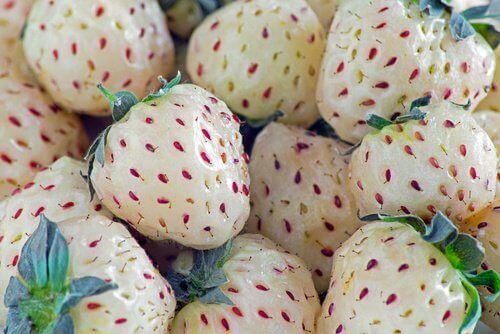 Pineberry is een van de meest exotische groente- en fruitsoorten