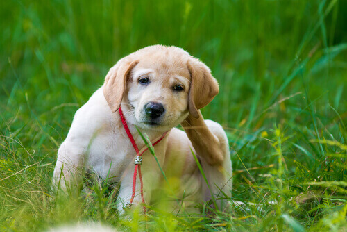 Krabbende hond met vlooien