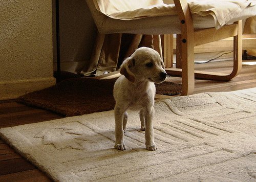 Hond op vloerkleed