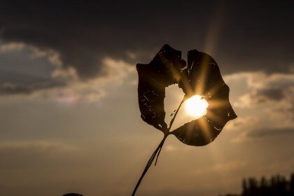 Blad Met Een Hartje Erin Waar De Zon Door Schijnt
