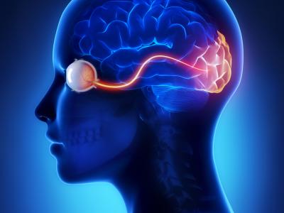 De visuele cortex blijft zich ontwikkelen tot 36 jaar