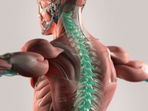 Nieuw onderzoek wijst uit dat microvezels de ruggengraat kunnen reconstrueren