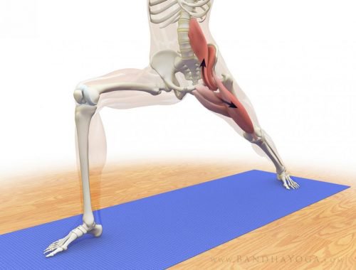 De psoas major op een skelet