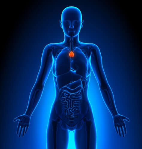 De rol van de thymus in het lymfestelsel