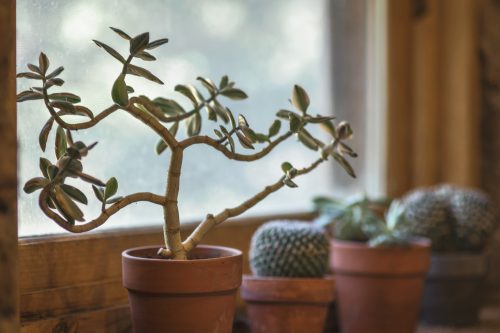 7 voordelen van een plant in huis hebben