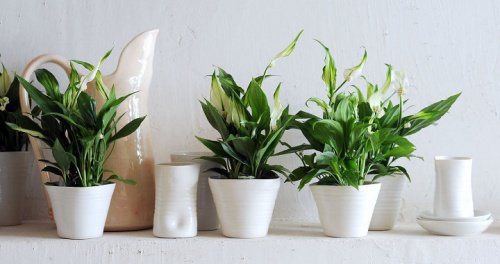 De lucht in je huis zuiveren met een lepelplant