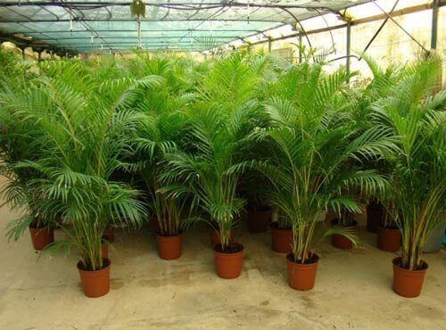 De lucht in je huis zuiveren met goudpalm