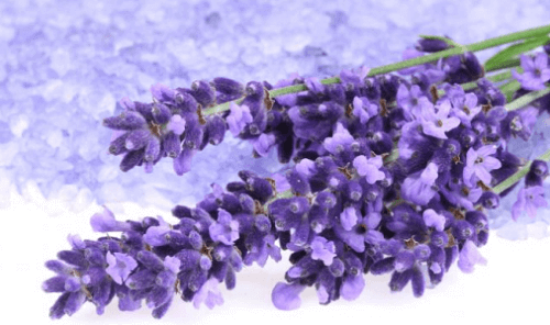 Lavendel is een van de kruiden om je bloeddruk te verlagen