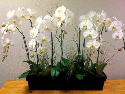 De lucht in je huis zuiveren met orchideeën