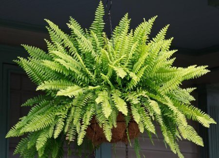 De lucht in je huis zuiveren met een varen