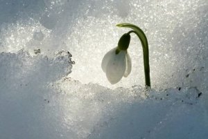 'Sisu', de ongelooflijke Finse strategie voor moeilijke tijden