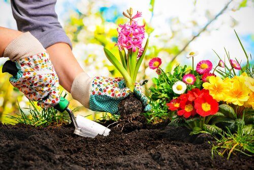 Vrouw die verschillende bloemen plant