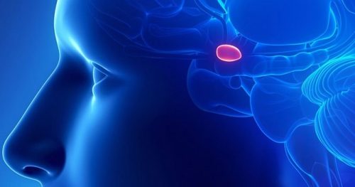 De pijnappelklier of epifyse