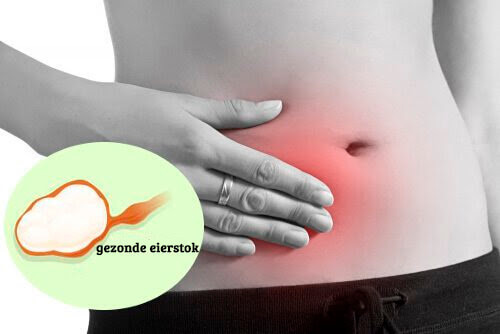 Gezonde eierstokken