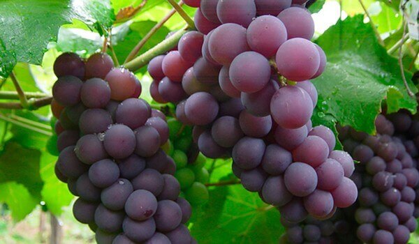 Constipatie bestrijden met druiven