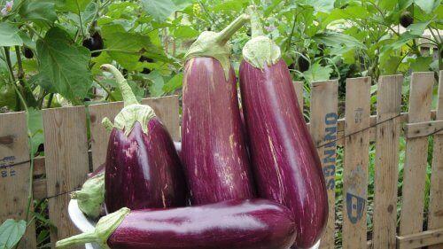 10 gezondheidsvoordelen van aubergine