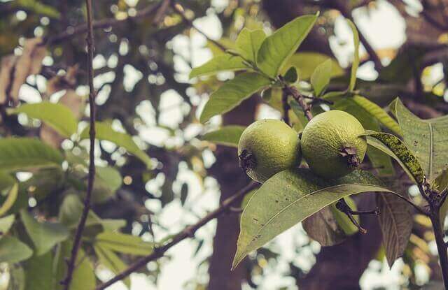 Een guaveboom