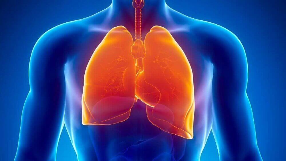 Afbeelding van longen want tuberculose is een van de medische oorzaken van nachtzweten