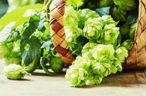 Natuurlijke slaapmiddelen hop